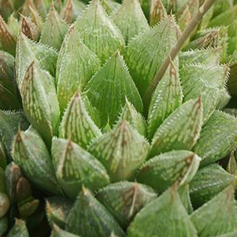 Haworthia 'Dzityá'