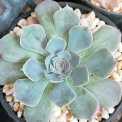 Echeveria aff. secunda