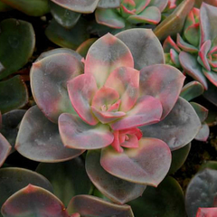 Echeveria 'Chroma'