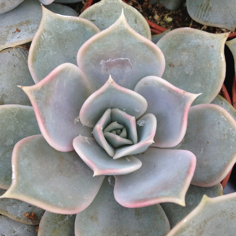 Echeveria lilacina