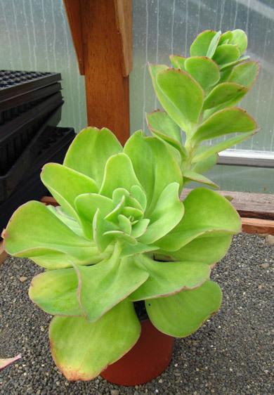 Echeveria pallida