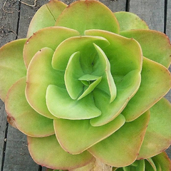 Echeveria pallida