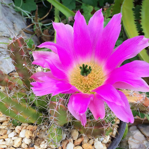 Echinocereus pentalophus