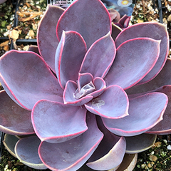 Echeveria 'Purple Pearl'