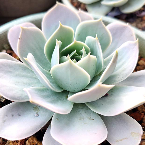 Echeveria runyonii 'Pink Edge'