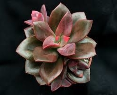 Echeveria 'Chroma' - Suculentas Dzityá