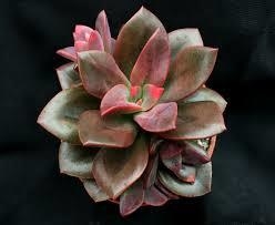 Echeveria 'Chroma'