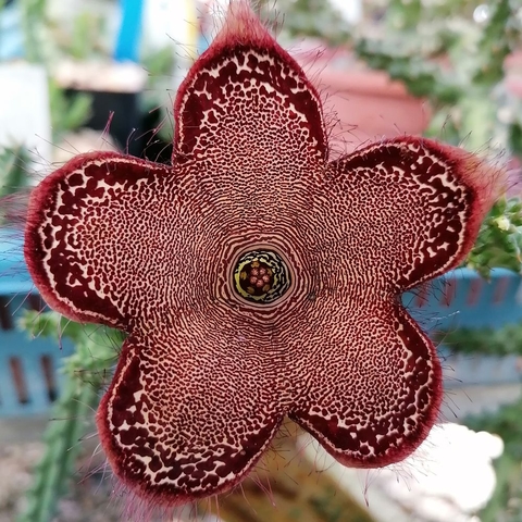 Edithcolea grandis