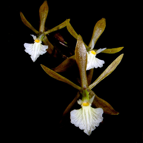 Encyclia nematocaulon