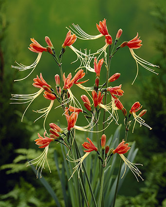 Eucrosia bicolor