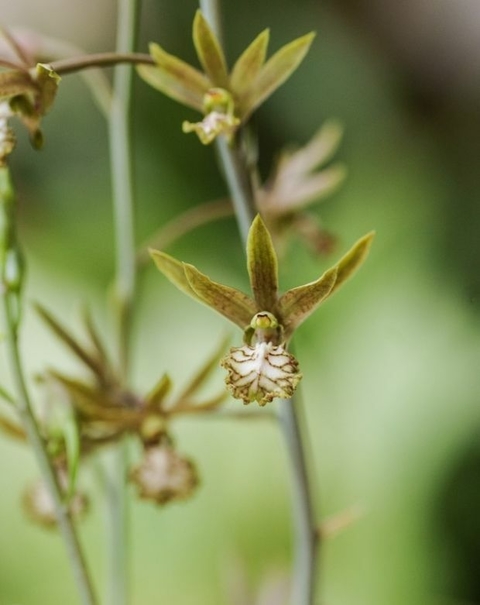 Eulophia andamanensis