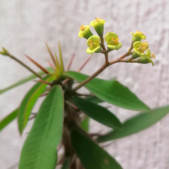 Euphorbia 'Midori'