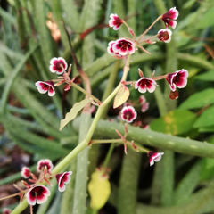 Euphorbia nizandensis