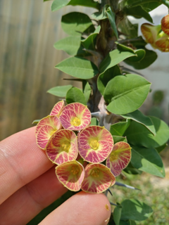Euphorbia croizatii - comprar en línea