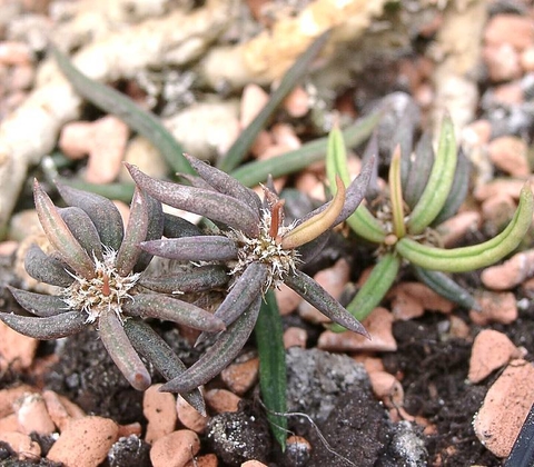 Euphorbia cylindrifolia tubifera