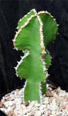 Euphorbia magnicapsula - comprar en línea