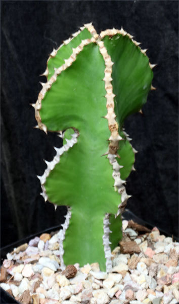 Euphorbia magnicapsula