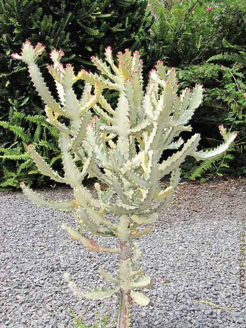 Euphorbia lactea 'White Ghost'