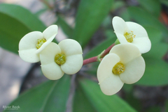 Euphorbia milii (Flor blanca) - comprar en línea