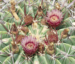 Ferocactus latispinus - comprar en línea