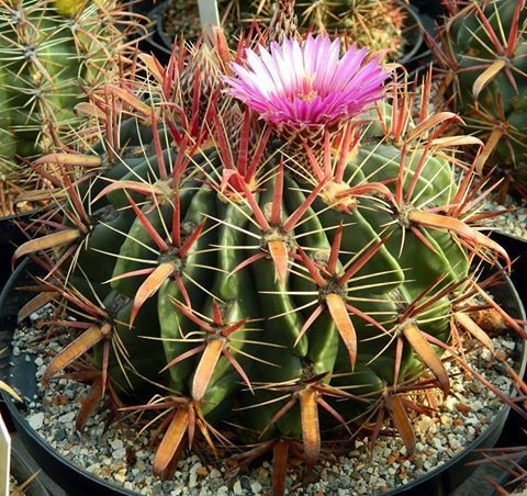 Ferocactus latispinus