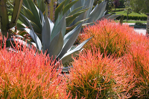 Euphorbia tirucalli 'Firesticks'