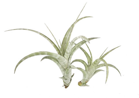 Tillandsia flexuosa