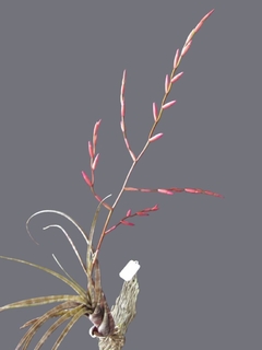 Tillandsia flexuosa - Suculentas Dzityá