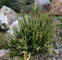 Euphorbia floressi - comprar en línea