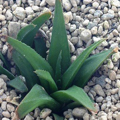 Haworthia floribunda