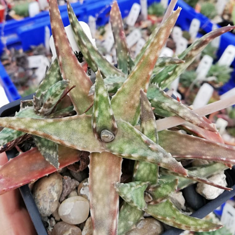 Aloe fragilis