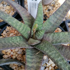 Gasteria batesiana - comprar en línea