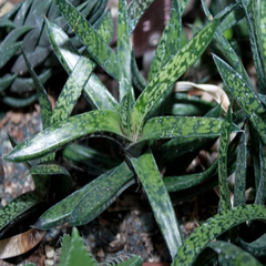 Gasteria bicolor bicolor - comprar en línea