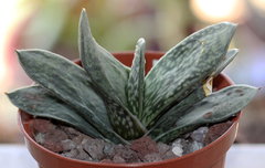 Gasteria croucheri - tienda en línea