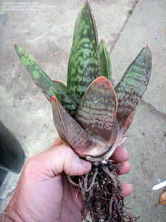 Gasteria croucheri - Suculentas Dzityá