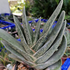 Gasteria croucheri - comprar en línea