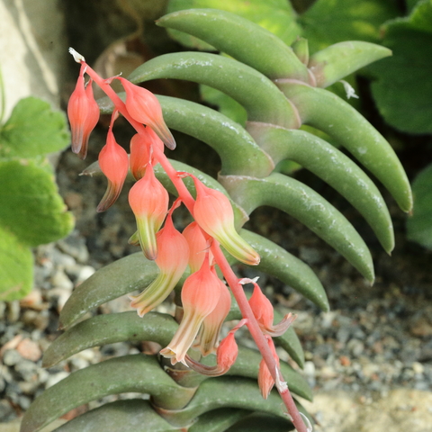 Gasteria rawlinsonii