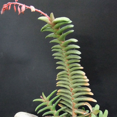 Gasteria rawlinsonii