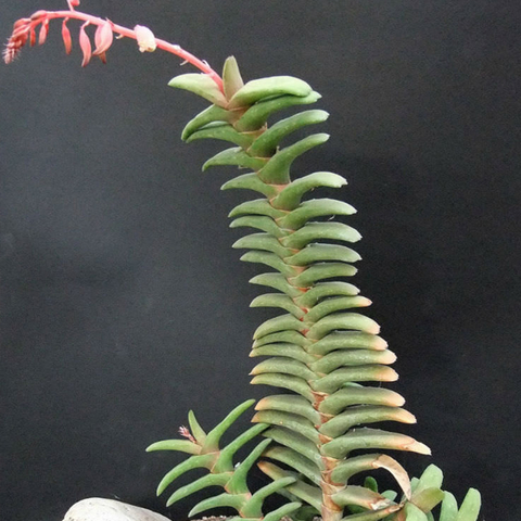 Gasteria rawlinsonii