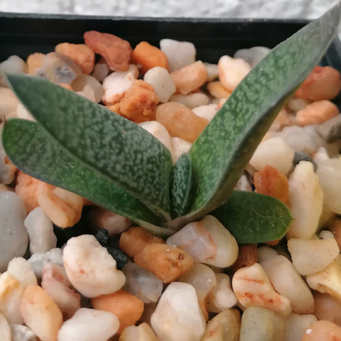 Gasteria 'Bella Dzityá'