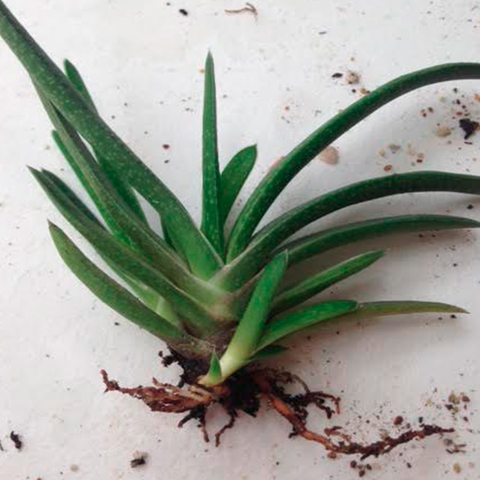 Gasteria disticha (10 piezas)