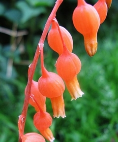 Gasteria disticha (10 piezas) en internet