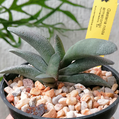 Gasteria nitida armstrongii