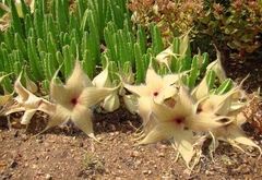 Stapelia gigantea - tienda en línea