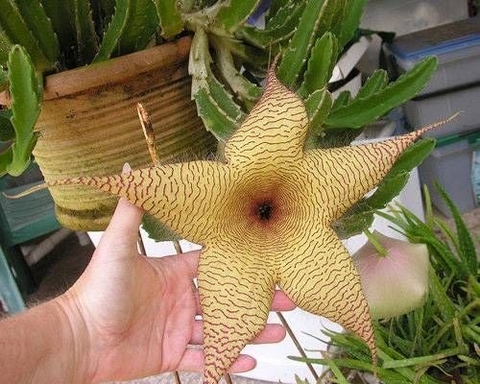 Stapelia gigantea (10 esquejes)