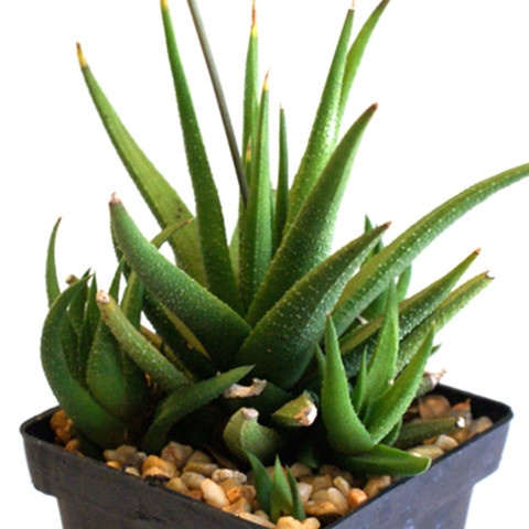 Haworthia glabrata (East London, SA)