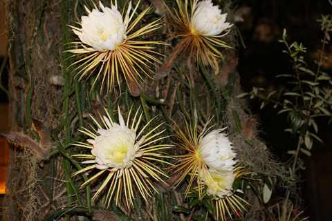 Selenicereus grandiflorus