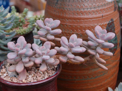 Graptopetalum amethystinum - comprar en línea