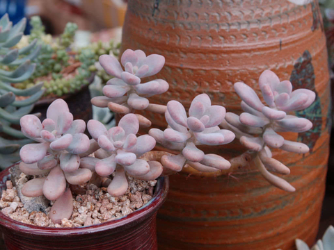 Graptopetalum amethystinum