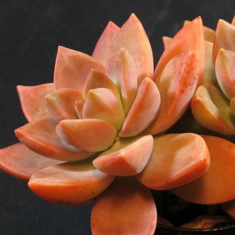 Graptosedum 'California Sunset'